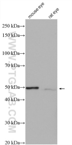SLC24A5 Rabbit anti-Human, Mouse, Rat, Polyclonal, Proteintech 20 &mu;L;