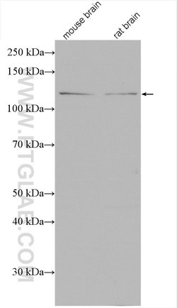 Syndetin/CCDC132 Rabbit anti-Human, Mouse, Rat, Polyclonal, Proteintech