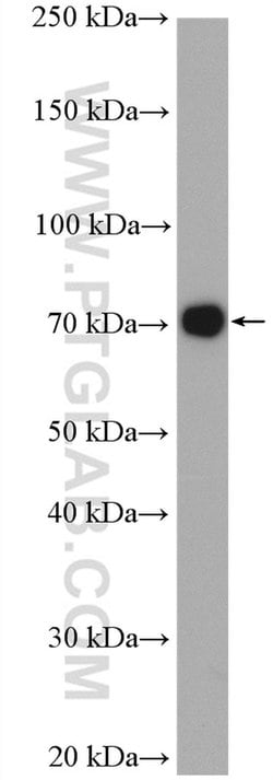 NAF1 Rabbit anti-Human, Polyclonal, Proteintech:Antibodies:Primary Antibodies
