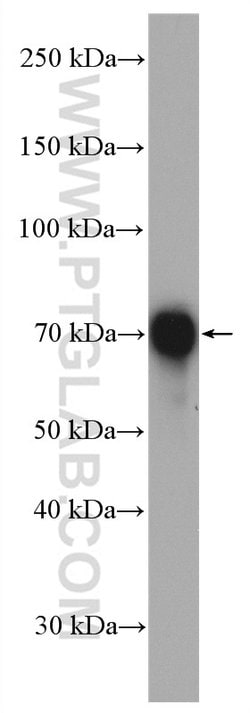 NAF1 Rabbit anti-Human, Polyclonal, Proteintech:Antibodies:Primary Antibodies