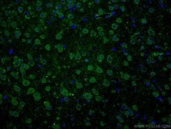 ANK3 Rabbit anti-Human, Polyclonal, Proteintech 150 &mu;L; Unconjugated:Antibodies,
