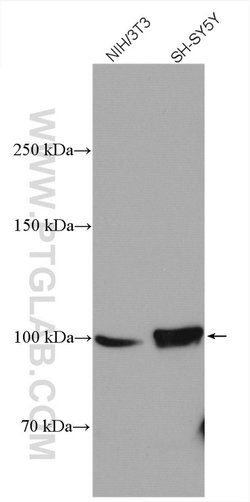 ANK3 Rabbit anti-Human, Polyclonal, Proteintech 150 &mu;L; Unconjugated:Antibodies,