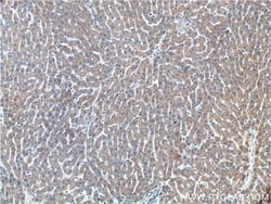 ETHE1 Rabbit anti-Human, Polyclonal, Proteintech:Antibodies:Primary Antibodies