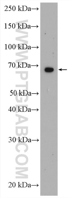 ZNF570 Rabbit anti-Human, Polyclonal, Proteintech 20 &mu;L; Unconjugated:Antibodies,