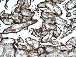 HSD17B1 Rabbit anti-Human, Polyclonal, Proteintech 150 &mu;L; Unconjugated:Antibodies,