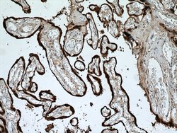 HSD17B1 Rabbit anti-Human, Polyclonal, Proteintech 150 &mu;L; Unconjugated:Antibodies,