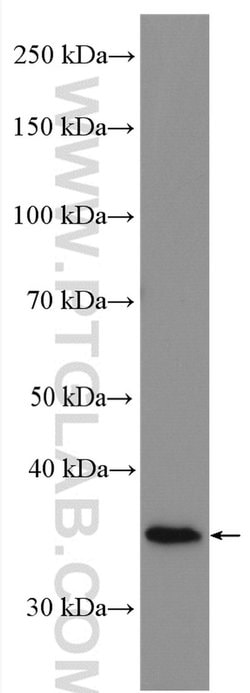 HSD17B1 Rabbit anti-Human, Polyclonal, Proteintech 150 &mu;L; Unconjugated:Antibodies,