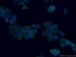 MTSS1L Rabbit anti-Human, Mouse, Polyclonal, Proteintech 150 &mu;L; Unconjugated:Antibodies,