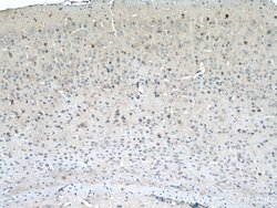 MTSS1L Rabbit anti-Human, Mouse, Polyclonal, Proteintech 150 &mu;L; Unconjugated:Antibodies,