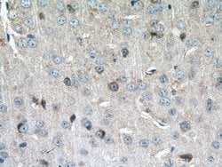 MTSS1L Rabbit anti-Human, Mouse, Polyclonal, Proteintech 150 &mu;L; Unconjugated:Antibodies,