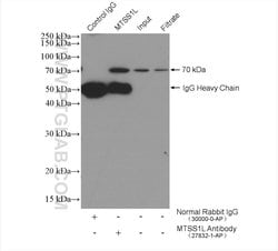 MTSS1L Rabbit anti-Human, Mouse, Polyclonal, Proteintech 150 &mu;L; Unconjugated:Antibodies,