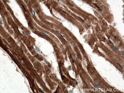 C22orf25 Rabbit anti-Human, Mouse, Polyclonal, Proteintech:Antibodies:Primary