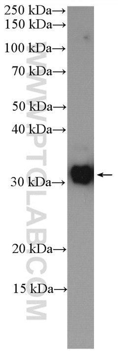 C22orf25 Rabbit anti-Human, Mouse, Polyclonal, Proteintech:Antibodies:Primary
