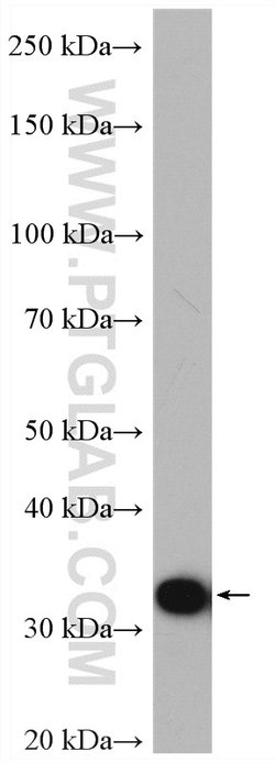 PBLD Rabbit anti-Human, Mouse, Polyclonal, Proteintech:Antibodies:Primary