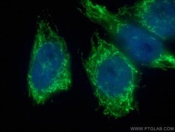 NDUFB4 Rabbit anti-Human, Mouse, Polyclonal, Proteintech 150 &mu;L; Unconjugated:Antibodies,