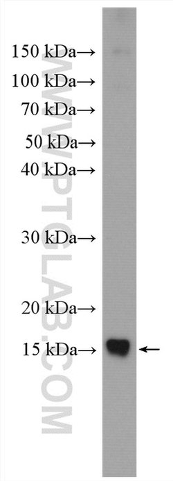 NDUFB4 Rabbit anti-Human, Mouse, Polyclonal, Proteintech 150 &mu;L; Unconjugated:Antibodies,