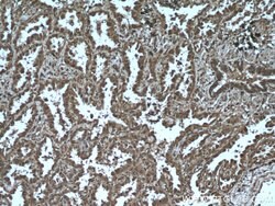 AKAP13 Rabbit anti-Human, Polyclonal, Proteintech 150 &mu;L; Unconjugated:Antibodies,