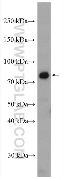 CXXC1 Rabbit anti-Human, Polyclonal, Proteintech 20 &mu;L; Unconjugated:Antibodies,