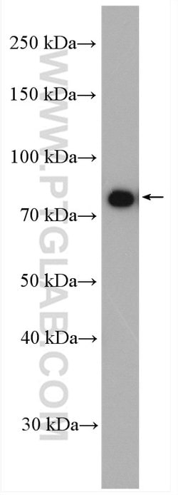 CXXC1 Rabbit anti-Human, Polyclonal, Proteintech 20 &mu;L; Unconjugated:Antibodies,