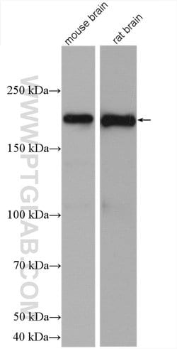 ANK3 Rabbit anti-Human, Mouse, Rat, Polyclonal, Proteintech:Antibodies:Primary