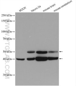 MAPK8/9/10 Rabbit anti-Human, Mouse, Polyclonal, Proteintech:Antibodies:Primary