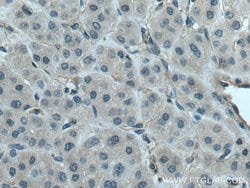 PLSCR3 Rabbit anti-Human, Mouse, Polyclonal, Proteintech 150 &mu;L; Unconjugated:Antibodies,