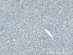 PLSCR3 Rabbit anti-Human, Mouse, Polyclonal, Proteintech 150 &mu;L; Unconjugated:Antibodies,