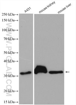 PLSCR3 Rabbit anti-Human, Mouse, Polyclonal, Proteintech 150 &mu;L; Unconjugated:Antibodies,
