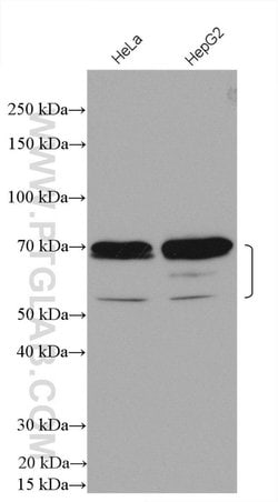 ZBTB7B Rabbit anti-Human, Polyclonal, Proteintech 150 &mu;L; Unconjugated:Antibodies,