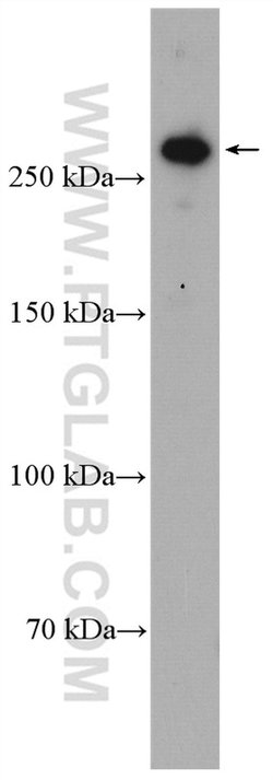 CENPE Rabbit anti-Human, Polyclonal, Proteintech:Antibodies:Primary Antibodies