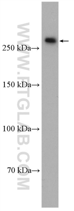 CENPE Rabbit anti-Human, Polyclonal, Proteintech:Antibodies:Primary Antibodies