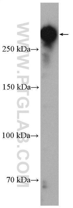 CENPE Rabbit anti-Human, Polyclonal, Proteintech:Antibodies:Primary Antibodies