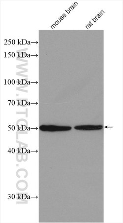 CCDC71 Rabbit anti-Human, Mouse, Rat, Polyclonal, Proteintech 20 &mu;L;