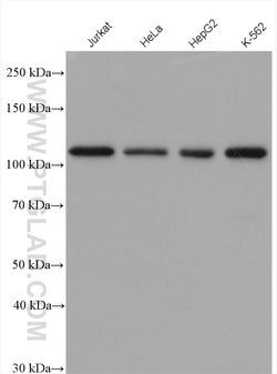 PMS1 Rabbit anti-Human, Polyclonal, Proteintech 150 &mu;L; Unconjugated:Antibodies,