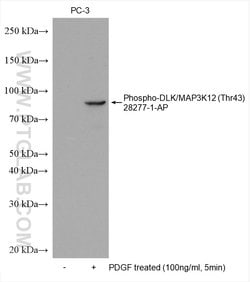 Phospho-DLK/MAP3K12 (Thr43) Rabbit anti-Human, Polyclonal, ProteinTech