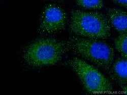 Involucrin Rabbit anti-Human, Polyclonal, ProteinTech 150 &mu;L; Unconjugated:Antibodies,