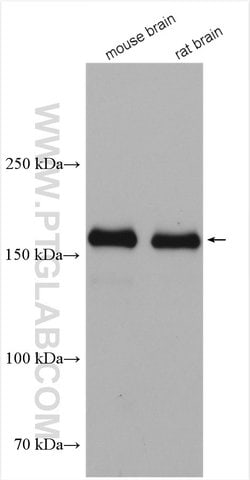 NMDAR2A/GRIN2A Rabbit anti-Human, Mouse, Rat, Polyclonal, ProteinTech