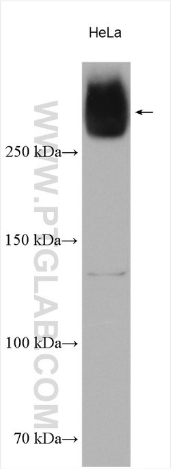 VPS13A Rabbit anti-Human, Mouse, Polyclonal, ProteinTech 150 &mu;L; Unconjugated:Antibodies,