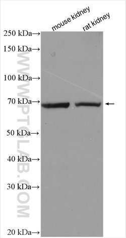 SLC6A19 Rabbit anti-Human, Mouse, Rat, Polyclonal, ProteinTech 150 &mu;L;