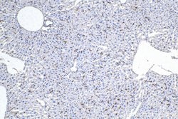 F4/80 Rabbit anti-Mouse, Polyclonal, ProteinTech 150 &mu;L; Unconjugated:Antibodies,