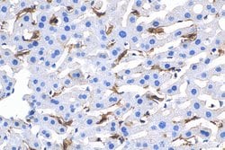 F4/80 Rabbit anti-Mouse, Polyclonal, ProteinTech 150 &mu;L; Unconjugated:Antibodies,