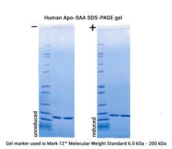 Gibco Human Apo-SAA Recombinant Protein, PeproTech 100 &mu;g | Buy Online | Gibco&trade; | Fisher Scientific