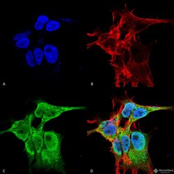 Fibroblast Growth Factor 13 (FGF13) Monoclonal Antibody (S235-22), QED