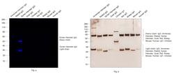 Invitrogen Goat anti-Syrian/Armenian Hamster IgG (H+L) Secondary Antibody