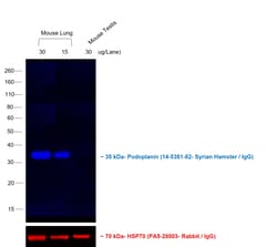 Invitrogen Goat anti-Syrian/Armenian Hamster IgG (H+L) Secondary Antibody
