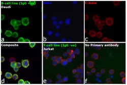 Invitrogen Goat anti-Human IgG (H+L) Cross-Adsorbed Secondary Antibody