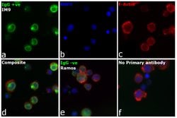 Invitrogen Goat anti-Human IgG (H+L) Cross-Adsorbed Secondary Antibody