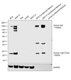 Invitrogen Goat anti-Human IgG (H+L) Cross-Adsorbed Secondary Antibody
