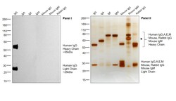Invitrogen Goat anti-Human IgG (H+L) Cross-Adsorbed Secondary Antibody