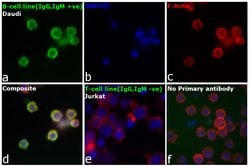 Invitrogen Goat anti-Human IgG, IgM, IgA (H+L) Secondary Antibody 2 mg;